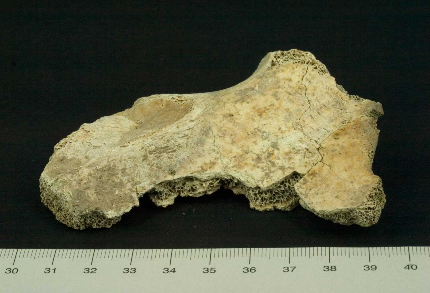 Osso da identificare 9